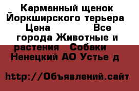 Карманный щенок Йоркширского терьера › Цена ­ 30 000 - Все города Животные и растения » Собаки   . Ненецкий АО,Устье д.